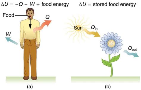 The First Law of Thermodynamics | Physics