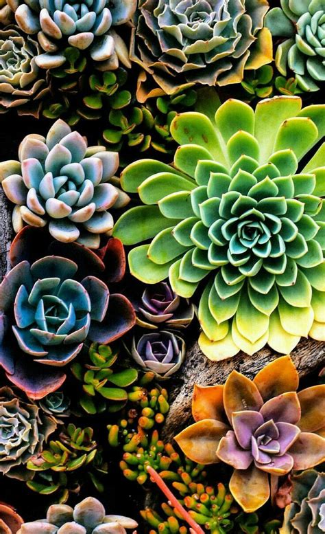 Succulents! | Succulents wallpaper, Succulent photography, Succulents