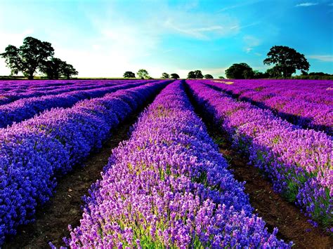 Lavender Wallpaper For Ipad at Natasha McElyea blog