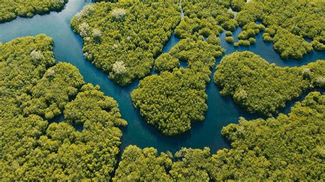 Mangroves Forest