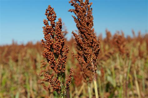 Milo vs. Millet: Which Grain Should You Provide for Your Backyard Friends?