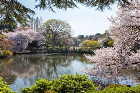 The Pond and Cherry-blossom Trees in Shinjuku,Tokyo Stock Photo - Image ...