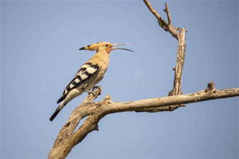 Hoopoe Bird, Upupa. Hoopoo, Hop Stock Image - Image of crest, insects: 132528133