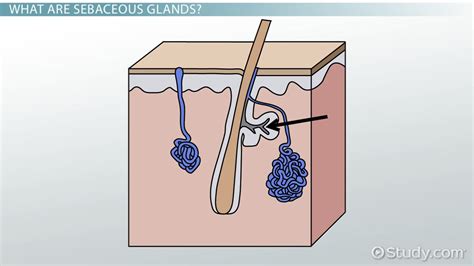 What Are Sebaceous Glands? - Definition & Function - Video & Lesson Transcript | Study.com