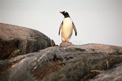 Penguin in Its Natural Habitat in Antarctica Stock Image - Image of ...