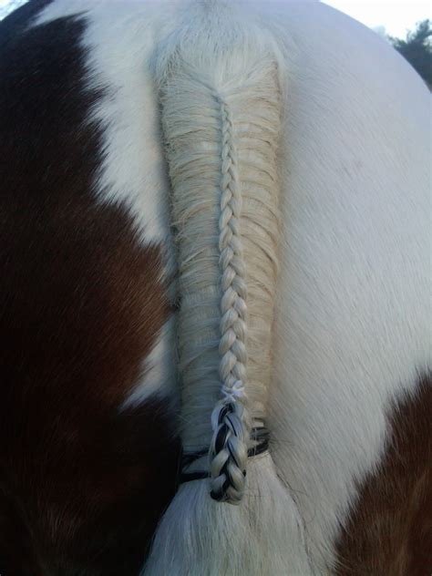 Ponies of the Heart ~ Your Horse and Pony Photos: Demo's Perfectly Braided Tail.