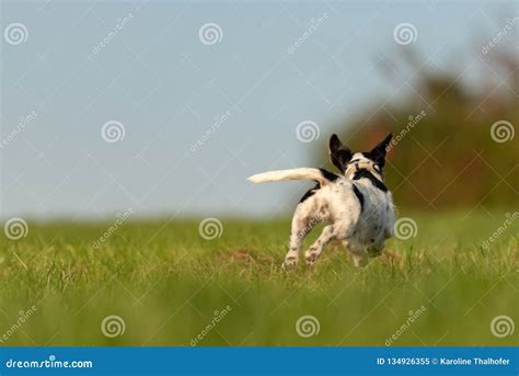 1,029 Dog Running Away Stock Photos - Free & Royalty-Free Stock Photos from Dreamstime