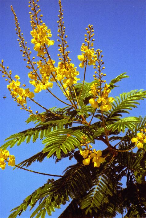 Yellow Royal Poinciana tree bloom Garden Trees, Flowers Garden, Yellow Flowers, Beautiful ...