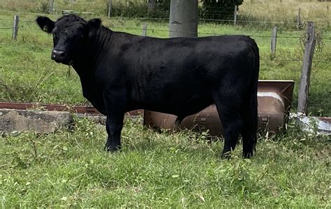 Australian Lowline Cattle & Genetics For Sale - ALCA