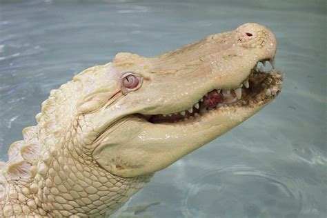 Pin on albino crocodiles