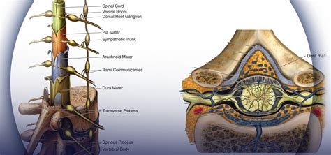 Neuraxial Anatomy - NYSORA