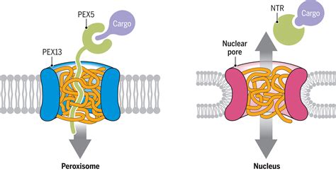 Protein import into peroxisomes occurs through a nuclear pore–like ...