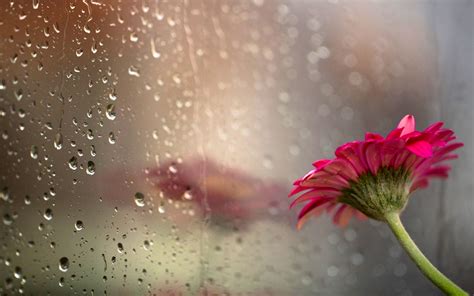 🔥 [50+] Spring Rain Wallpapers for Desktop | WallpaperSafari