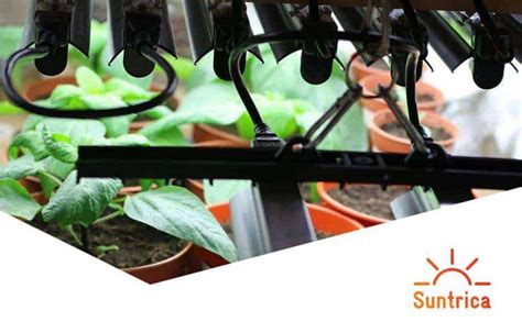 How to Choose the Best Solar Powered Grow Lights - Suntrica