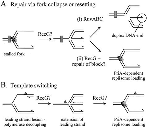 Rescue of stalled replication forks by RecG: Simultaneous translocation ...