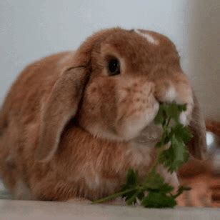 Bunny eating