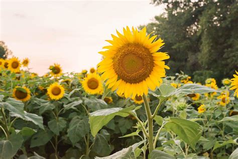 The Allure of Sunflowers: An Exploration of Their Meaning and Symbolism ...