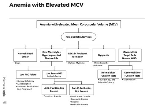 Anemia Diagnosis Algorithm