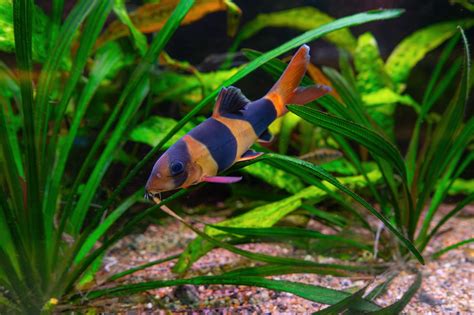 Clown Loaches (Chromobotia macracanthus): Comprehensive Care Guides, Tank Mates, and FAQs ...