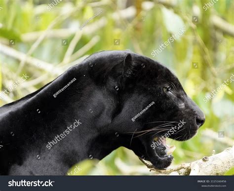 655 Black Panther Rainforest Images, Stock Photos & Vectors | Shutterstock