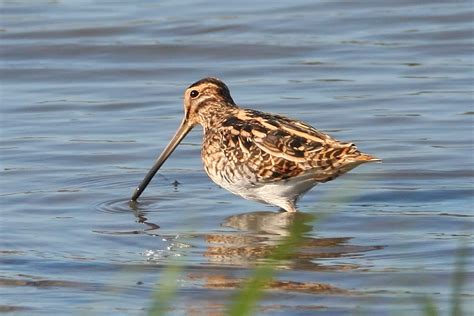 Common Snipe (Wildlife of State Forest State Park) · BioDiversity4All