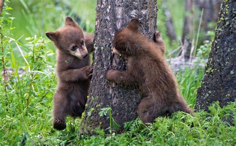 Bear cubs playing hide and seek : r/likeus