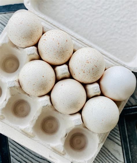 Heritage Blue Slate Turkey Hatching Eggs – Mockingbird Homestead