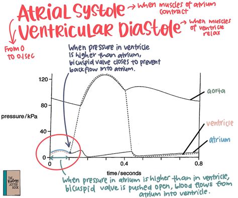 Interpreting the Graph on Pressure Changes in the Heart