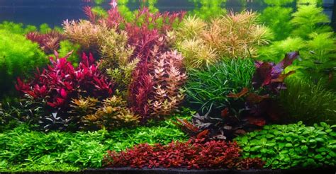 17 Beautiful Red Aquarium Plants for Every Home Tank