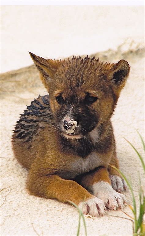 Dingo - Fraser island, Queensland #australiawildlife #australiaanimals | Australian animals ...