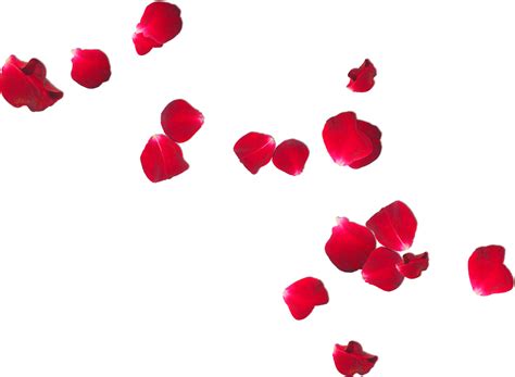 Rose Petals PNG Image File | PNG All