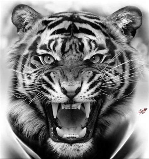 Tiger tattoo (sketch and stencil) #aksmokie #tattoo #artist #digitalart : u/aksmokie