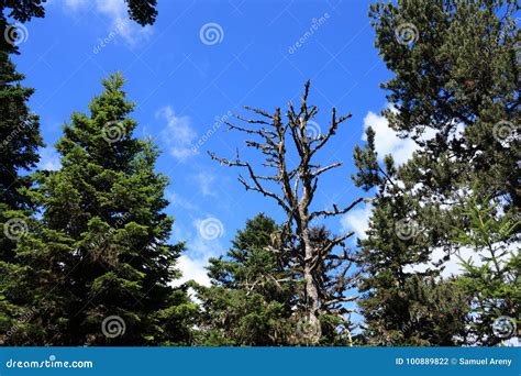 Forest of Silver Fir Tree and Dead Tree Stock Photo - Image of pyrenees ...