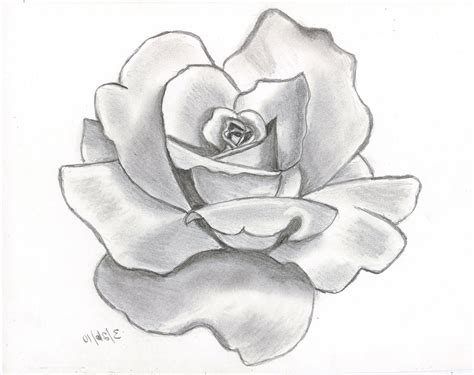 Pencil Sketch Pictures Of Flowers at PaintingValley.com | Explore ...