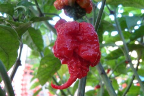 Carolina Reaper Seeds | Super Hot Chiles