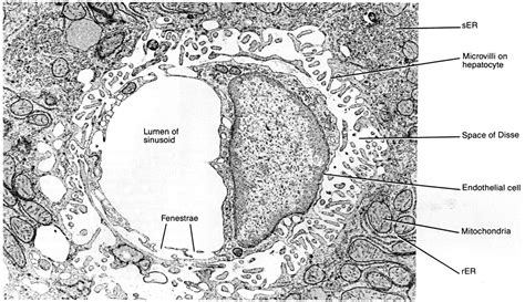 Histology Laboratory Manual