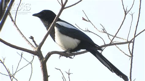 喜鵲 Eurasian Magpie (Pica pica) - YouTube