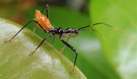 Immature Common Assassin Bug from Australia - What's That Bug?