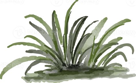 isolated watercolor illustration of grass 21968014 PNG