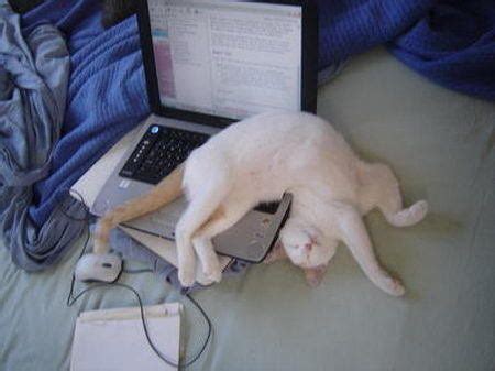 21 Cats Sleeping In The Weirdest Positions (PHOTOS) | HuffPost