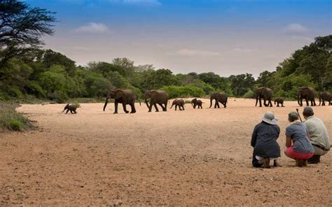 Tanda Tula Safari Camp, Timbavati Game Reserve, South Africa