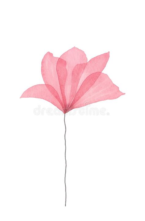 Watercolor Illustration with Texture, Delicate, Light, Pink Single ...
