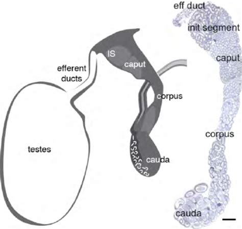 Schematic representation of epididymal cell types. Principal cells make... | Download Scientific ...