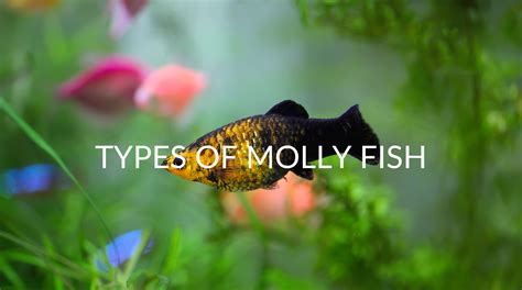 5 Types Of Molly Fish (& How To Care For Them) - Betta Care Fish Guide