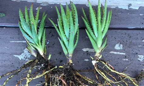 How to Propagate Aloe Plants: It's Easy! | Epic Gardening