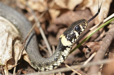 Venomous snakes spotted on campus at Cambridge University - AOL Travel UK