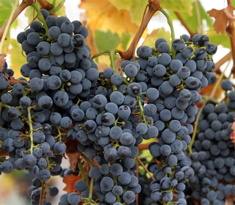 File:Wine grapes07.jpg - Wikipedia