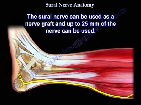 Pin on lowerlimb