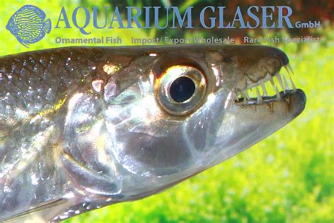 Hydrocynus goliath - Aquarium Glaser GmbH