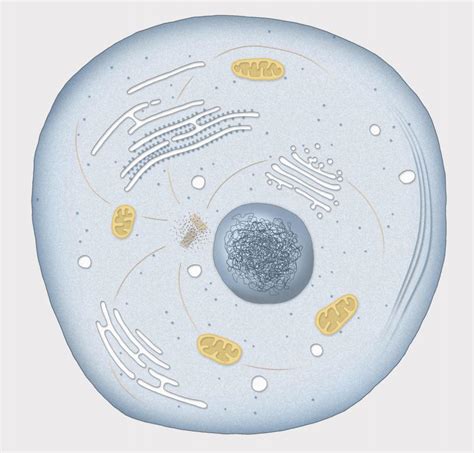 What is Cytoplasm? (with pictures)